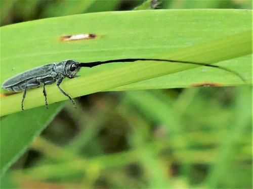 Réf. 284 452 : Calamobius filum